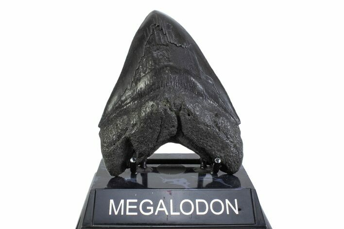 Serrated, Fossil Megalodon Tooth - South Carolina #371780